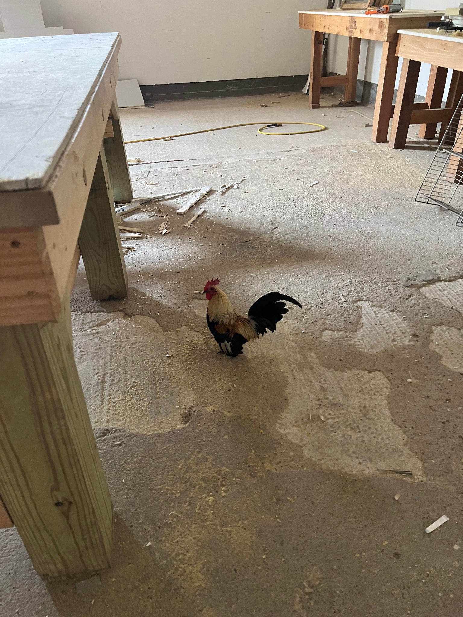 Jobsite rooster original tenant at the workshop